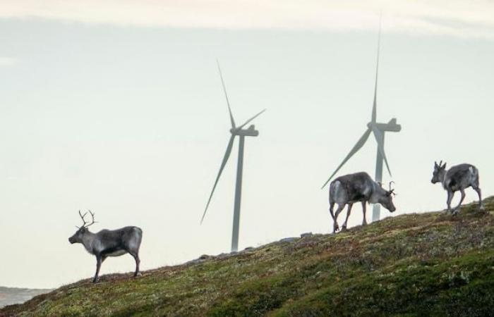 È qui che si prevede la realizzazione dei “megafarms” eolici dell’Hydro-Québec