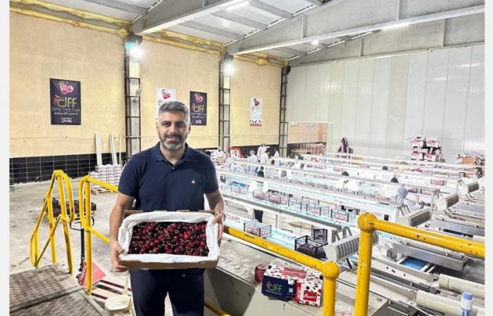 Stagione positiva per le ciliegie turche, nonostante i prezzi difficili sui mercati asiatici