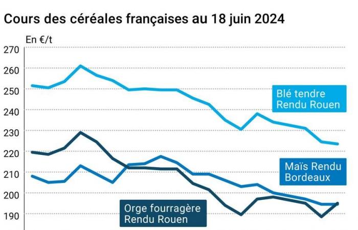 Cotidienne | Cereali – I prezzi del grano sono leggermente diminuiti, sotto la pressione delle prime notizie sui raccolti nella zona del Mar Nero