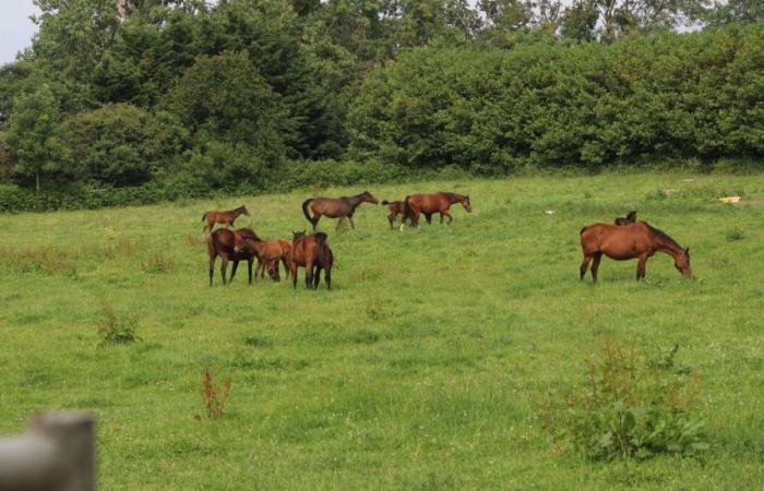 “Un terribile incidente”: in un piccolo villaggio del Calvados, l’emozione dopo la morte di decine di cavalli nell’incendio di un allevamento decisamente maledetto