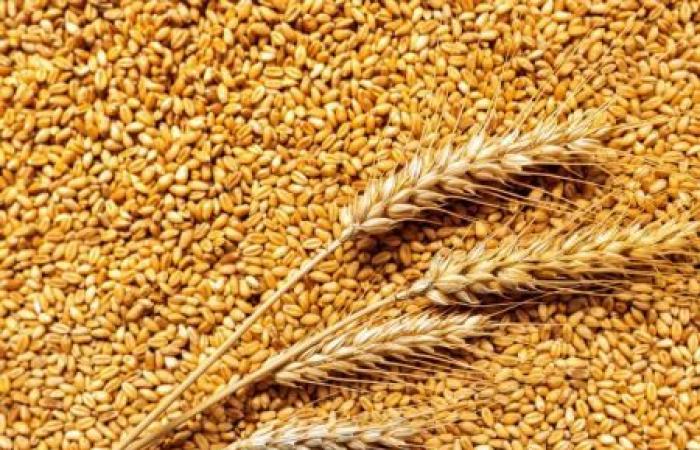 Gli acquisti di grano raggiungeranno un nuovo record in Africa nel 2024/2025 (FAO)