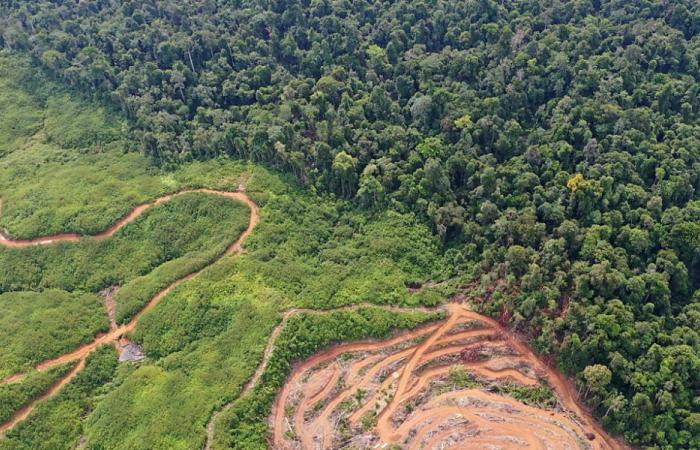 Washington chiede all’Ue di rinviare le norme anti-deforestazione