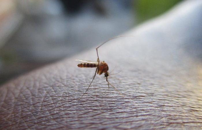 Olimpiadi Parigi 2024: dengue, chikungunya,… perché la proliferazione della zanzara tigre preoccupa le autorità prima della competizione