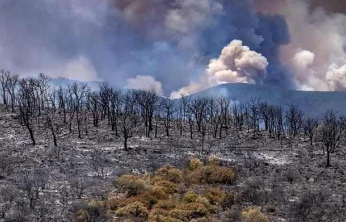 Gli incendi boschivi stanno diventando inevitabili. Siamo abbastanza armati per affrontarlo?