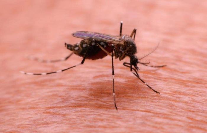 In aumento i casi di dengue registrati in Lussemburgo