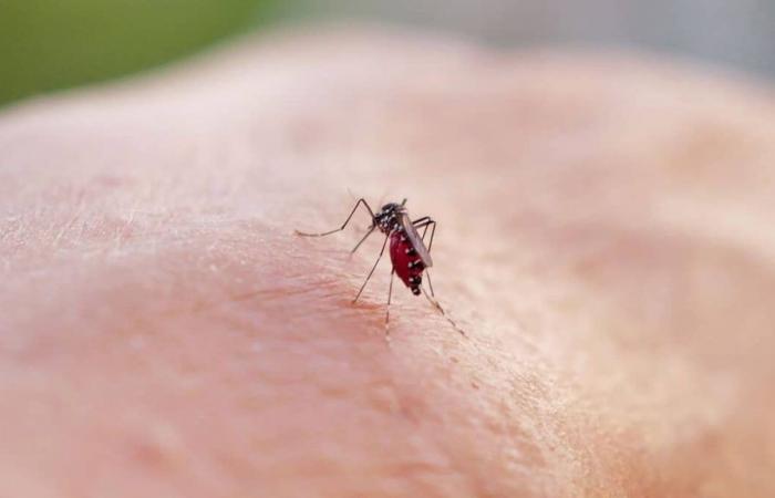 Stanchi di essere morsi, i cittadini vogliono ripristinare un controverso pesticida contro le zanzare