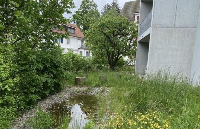9 consigli per preservare la biodiversità in Svizzera