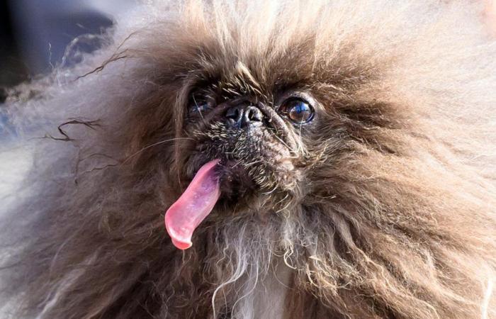 Votato il cane più brutto del mondo per il 2024, Wild Thang ha una storia toccante dietro il suo fisico
