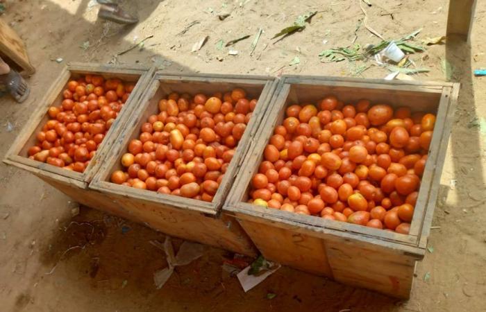 Costo della vita: il prezzo dei pomodori è fuori portata a N’Djamena