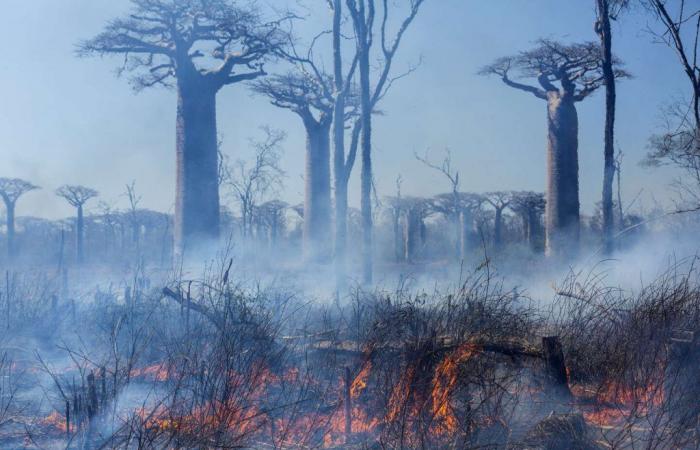 In Madagascar, una corsa contro il tempo per salvare le ultime foreste
