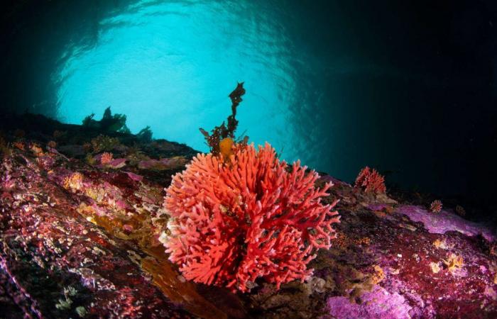 In Malesia, più della metà della barriera corallina è colpita da un episodio di sbiancamento dovuto al riscaldamento globale