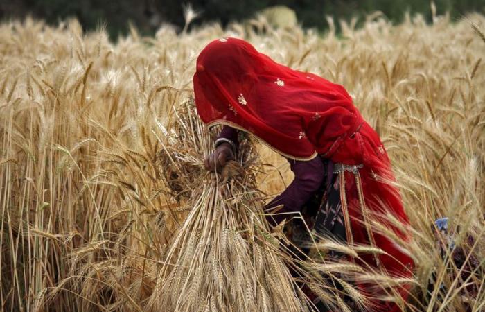 L’India impone limiti alle scorte di grano e, se necessario, potrebbe ricorrere alle importazioni