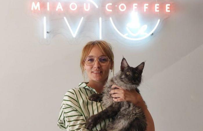 Presto aprirà i battenti Miaou Coffee, il primo cat bar di Béziers