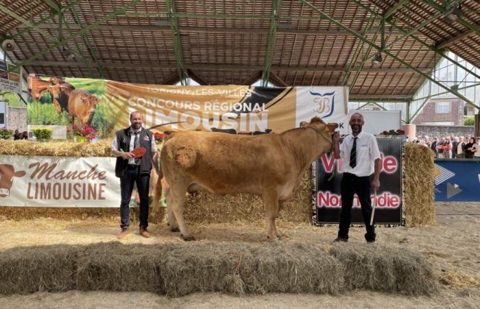 Perla dell’allevamento di Cherbourg, la mucca Noisette vince un nuovo titolo