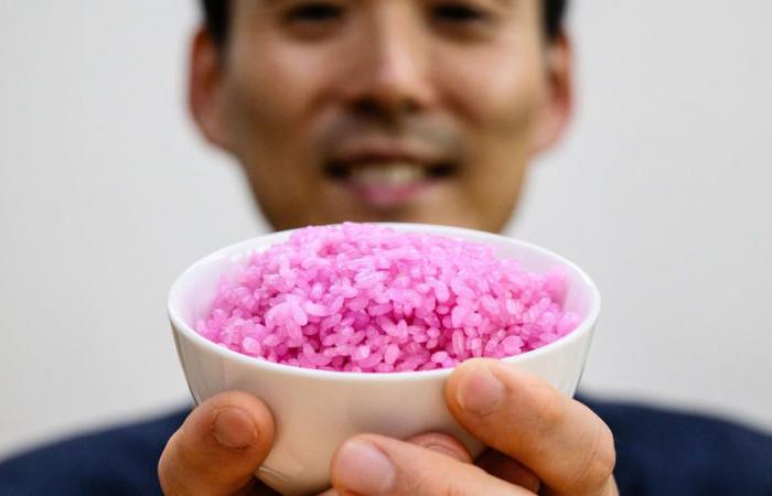 Perché i sudcoreani iniettano cellule di manzo coltivate nei chicchi di riso?
