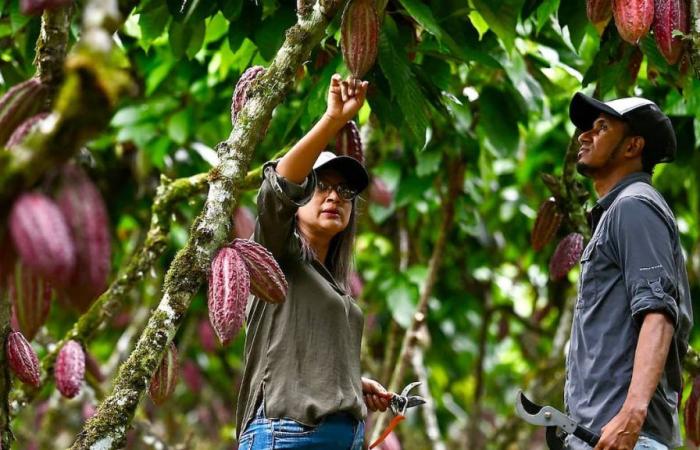 Rapimenti, estorsioni, furti: quando il rincaro del cacao attira i criminali