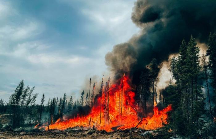 Misure di mitigazione del rischio legato agli incendi boschivi: 1,7 milioni di dollari a Ungava – La Sentinelle