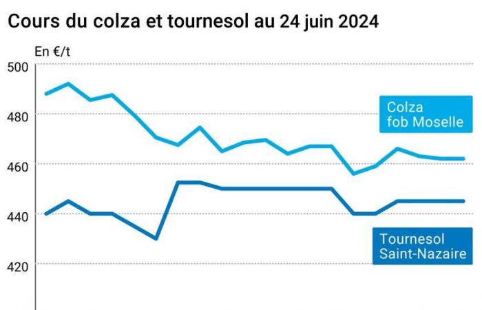 Cotidienne | Semi oleosi – Status quo per i prezzi francesi di colza e girasole, nonostante andamenti contrastanti sui mercati internazionali