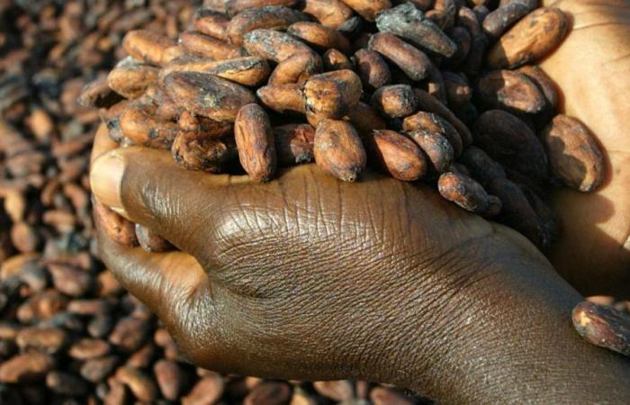Chi trae vantaggio dalla folle impennata dei prezzi del cacao?