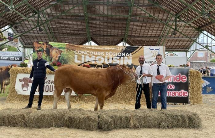 Perla dell’allevamento di Cherbourg, la mucca Noisette vince un nuovo titolo