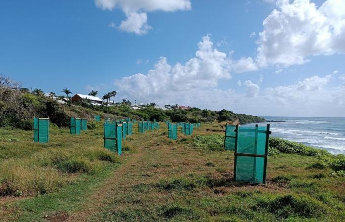 A Sainte-Anne, le soluzioni basate sulla natura riducono l’erosione costiera