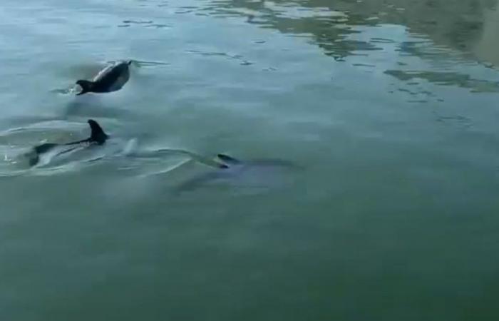 Tre delfini si sistemano in una piscina nel Vieux Port di La Rochelle
