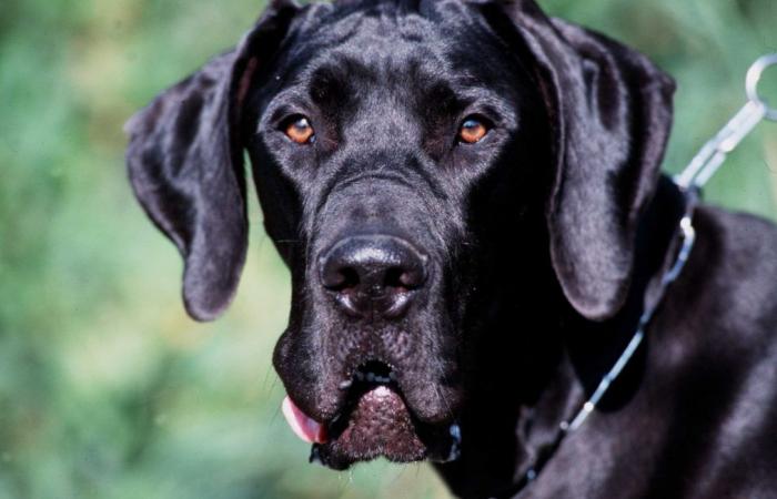 “Tutta la nostra famiglia è devastata”… Kevin, il cane più grande del mondo, è morto improvvisamente all’età di 3 anni