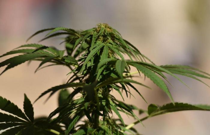 la Corte Suprema ha votato per depenalizzare il possesso di cannabis