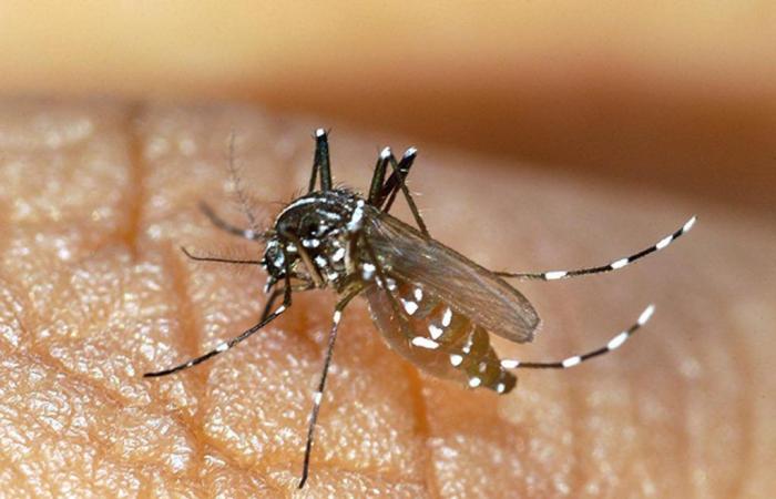 un mese prima dell’evento, la dengue e gli altri arbovirus sono più che mai sotto sorveglianza