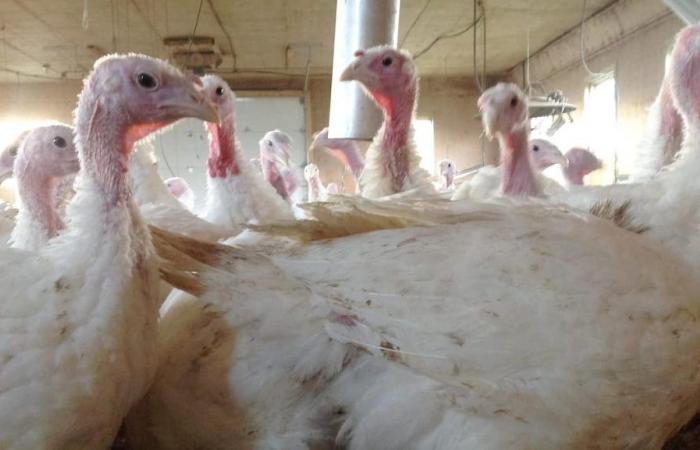 Influenza aviaria: le agenzie sanitarie americane studiano latticini e lavoratori