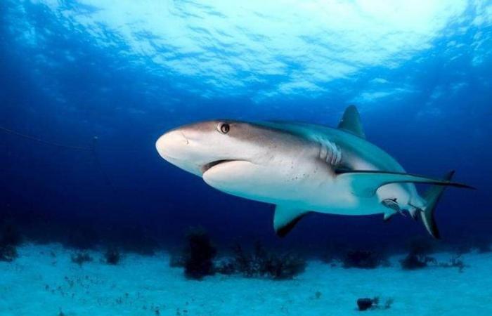 No, lo squalo non è il più grande “mangiatore di uomini”, ecco le cinque specie più pericolose – edizione serale Ouest-France