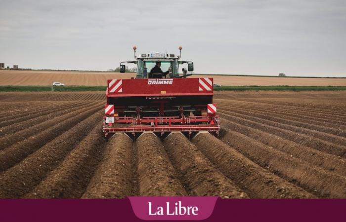 Greenpeace sottolinea la palese asimmetria intorno alle patate in Belgio: 7 aziende controllano il mercato “a scapito degli agricoltori