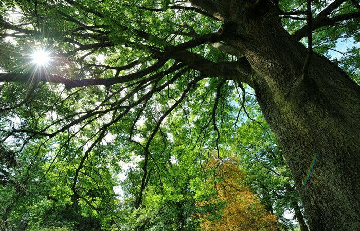 Un’estate sotto gli alberi – Visita in famiglia Arboretum de Versailles-Chèvreloup Le Chesnay-Rocquencourt venerdì 28 giugno 2024