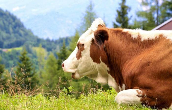 Le mucche uccidono un’escursionista davanti alle sue figlie in Austria