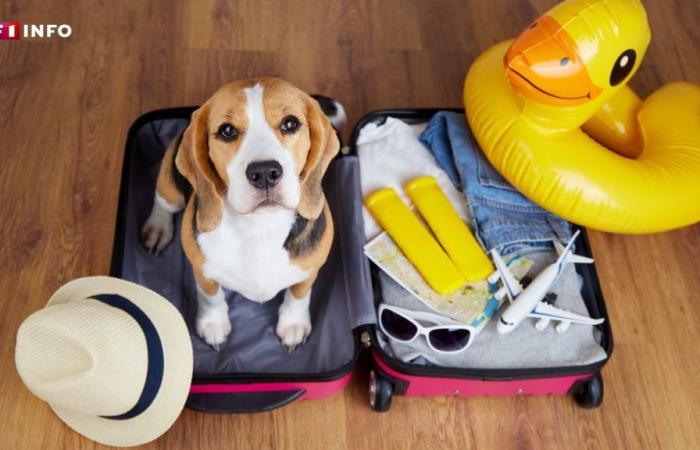 In vacanza, ecco i buoni riflessi da adottare per proteggere il proprio cane