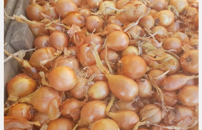 La modellazione dei prezzi suggerisce un risultato favorevole per i consumatori di cipolle