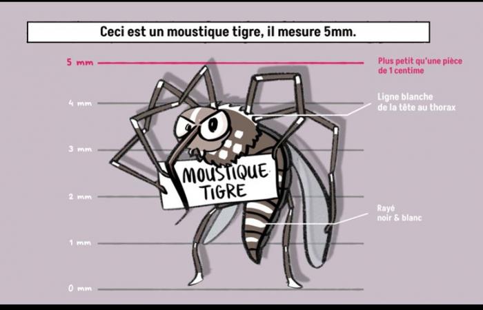 Zanzara tigre: risorse per gli enti locali