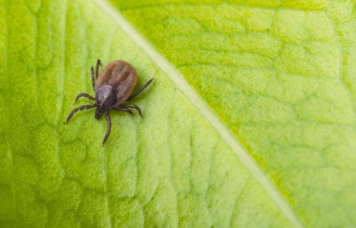 Malattia di Lyme: Drummond entra nella zona endemica