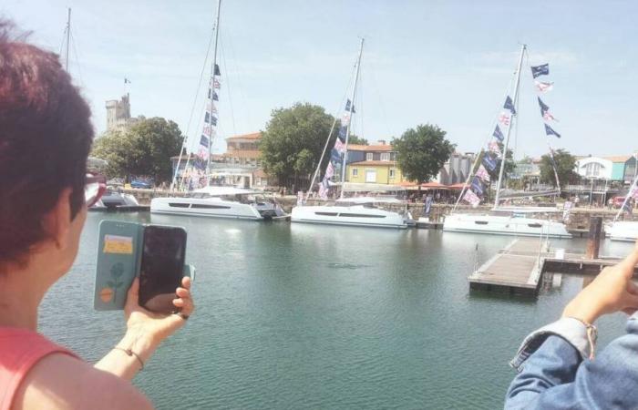 a La Rochelle i delfini si stabiliscono nel porto turistico