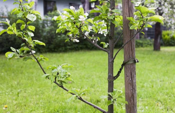 Nogent-sur-Marne offre alberi: ecco come sfruttarli