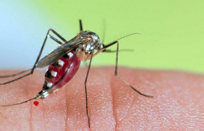 Perché le punture di zanzara pruriscono e causano brufoli