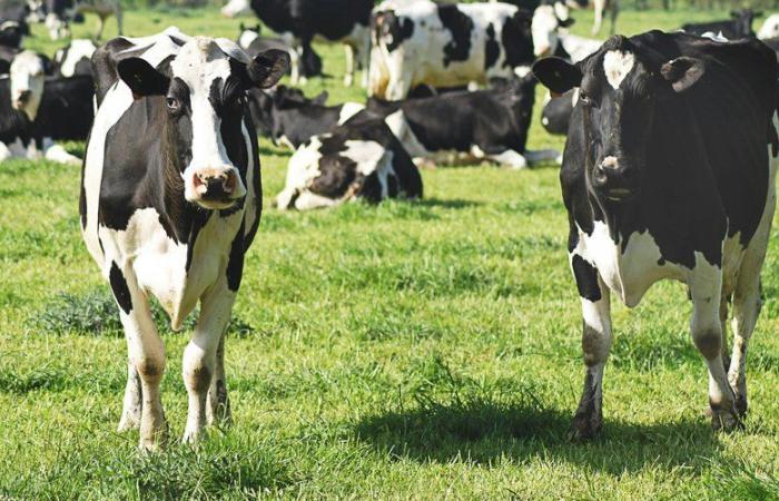 Una novità mondiale: la Danimarca tasserà le scoregge e i rutti di mucche, pecore e maiali per ridurre le emissioni di gas serra