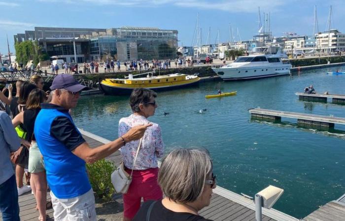 La Rochelle: falliti i tentativi di rimuovere tre giovani delfini dal Porto Vecchio