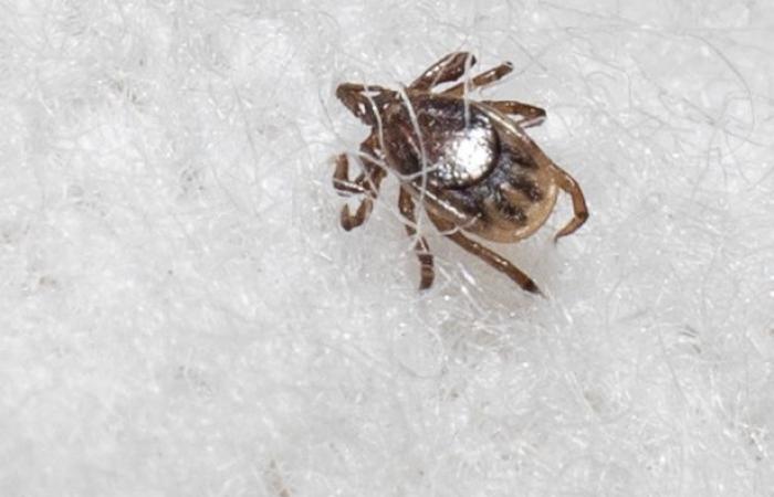 Malattia di Lyme | Esplosione nel numero dei comuni in aree endemiche