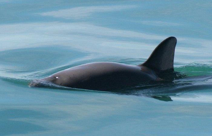 Il Consiglio dell’USMCA indagherà sulla mancata protezione della focena Vaquita da parte del Messico