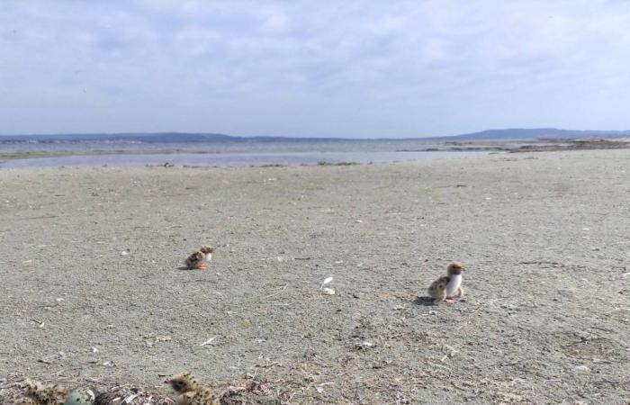 uccelli protetti installati nella laguna di Thau, un passo fondamentale per la loro sopravvivenza