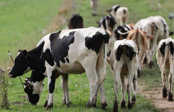 Aggredito da una mandria di mucche, ucciso un escursionista sulle Alpi austriache