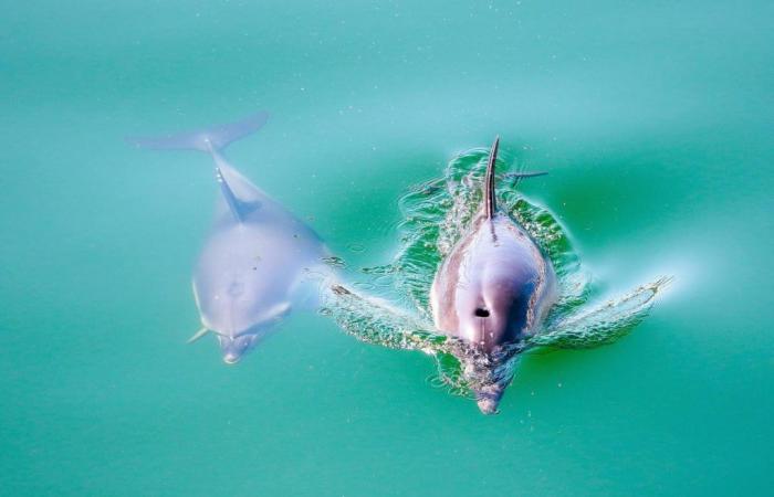 i delfini fanno orecchie da mercante e continuano a campeggiare nel bacino di Chalutiers