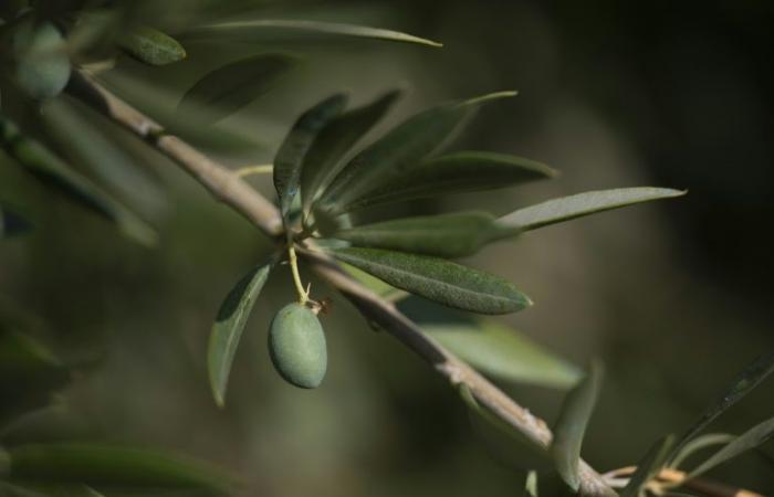 Il settore dell’olio d’oliva alla ricerca di soluzioni al cambiamento climatico