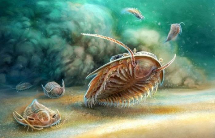 Scoperta di fossili marini risalenti a 515 milioni di anni fa nei depositi vulcanici di Souss